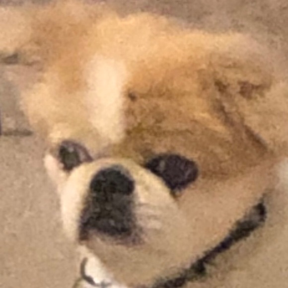 Meet your Posher, David - Picture 1 of 1